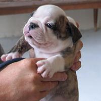 Bulldog pups looking for AZ home-babysquishy.jpg