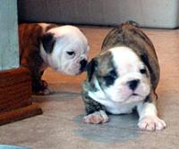 Bulldog pups looking for AZ home-laundrypups.jpg