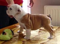 Bulldog pups looking for AZ home-puppers1.jpg