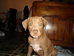 Pitbull Puppies For Sale-picture-1004.jpg