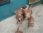 Pitbull Puppies For Sale-picture-1005.jpg