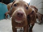 Pitbull Puppies For Sale-picture-1009.jpg