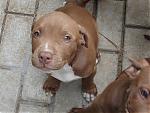 Pitbull Puppies For Sale-picture-1012.jpg