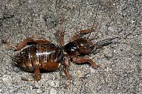 So Cal Insect WTF was that in my garage-jerusalem-cricket.jpg