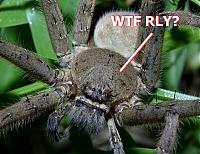 So Cal Insect WTF was that in my garage-spider_rly.jpg