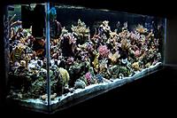 NEED HELP MOVING MY FISH TANK =(-100_1818.jpg