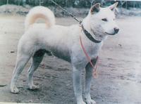 Where can I find a Jindo puppy??-jindo_dog.jpg