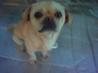 (Orange county) anyone want a free dog..?-dog1.jpg