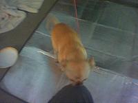 (Orange county) anyone want a free dog..?-dog3.jpg