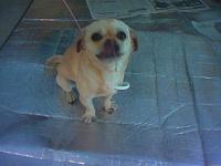 (Orange county) anyone want a free dog..?-dog2.jpg
