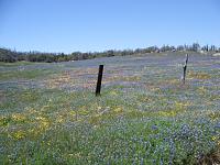 Mom's Day Palomar/Julian Mountain Drive-flowers.jpg