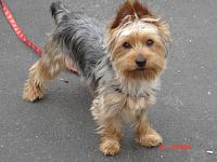 Yorkshire Terrier puppies for sale!-017.jpg