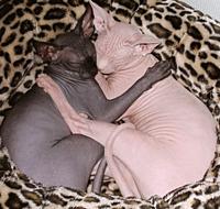 Need to Find a Home For This Kitty...-hairless-cats.jpg