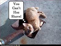 DFW's Lounge-funny-pictures-cat-is-in-shovel-copy.jpg