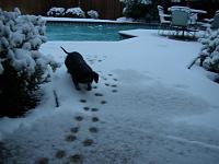 snowwwwwwwwwwwwww-belle.jpg