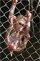 Showoff your Nutz!!-monkey_10nov2k5-1-.jpg